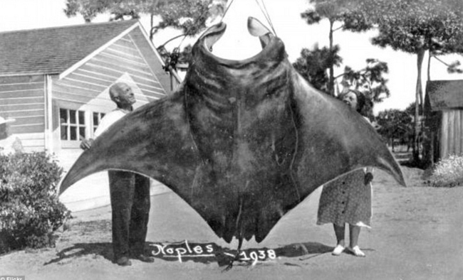 Hình ảnh khó quên về con cá đuối nặng khoảng 544 kg được một chuyên gia câu cá Forrest Walker (1897-1983) bắt được từ rất lâu mới được đăng tải lại trong tuần qua, thu hút sự chú ý của cộng đồng mạng.